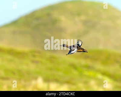 Canard touffeté (Aythya fuligula), femelle en vol, île Texel, pays-Bas Banque D'Images