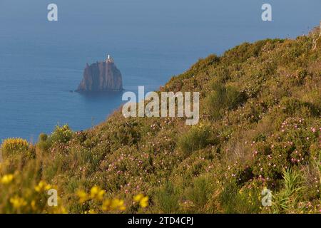 Fleurs jaunes, proche, flouté, colline verte, Strombolichio, petite île volcanique en face de Stromboli, phare blanc, île volcanique Banque D'Images