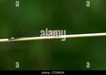 Gros plan naturel détaillé sur une demoiselle à queue bleue, Ischnura elegans assis sur une brindille Banque D'Images