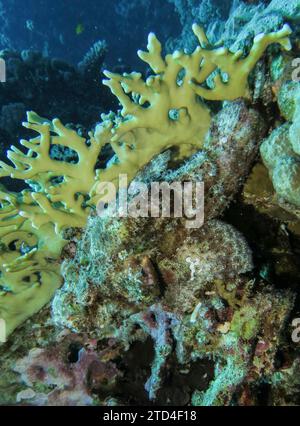 Stonefish (Synanceia verrucosa), photo sous-marine, site de plongée les îles, Dahab, Golfe d'Aqaba, Mer Rouge, Sinaï, Égypte Banque D'Images