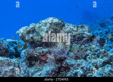 Stonefish (Synanceia verrucosa), photo sous-marine, site de plongée le Canyon, Dahab, Golfe d'Aqaba, Mer Rouge, Sinaï, Égypte Banque D'Images