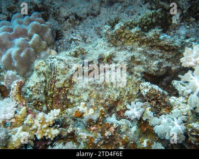 Stonefish (Synanceia verrucosa), photo sous-marine, site de plongée Blue Hole, Dahab, Golfe d'Aqaba, Mer Rouge, Sinaï, Égypte Banque D'Images