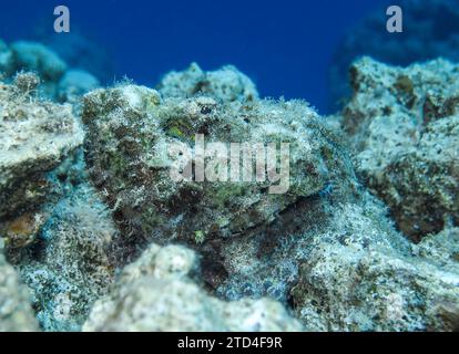 Stonefish (Synanceia verrucosa), photo sous-marine, site de plongée trois étangs, Dahab, Golfe d'Aqaba, Mer Rouge, Sinaï, Égypte Banque D'Images