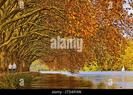 Tunnel de platane coloré en automne au-dessus du lac Baldeney, Essen, région de la Ruhr, Rhénanie du Nord-Westphalie, Allemagne, Europe Banque D'Images