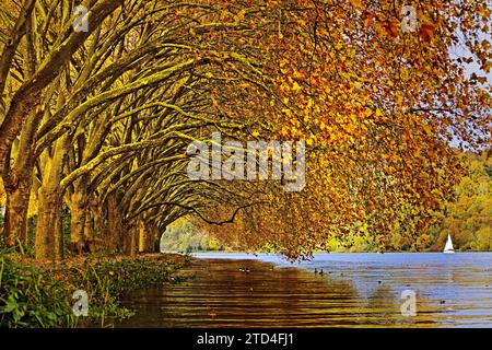 Colourful plane tree tunnel in autumn over Lake Baldeney, Essen, Ruhr area, North Rhine-Westphalia, Germany Stock Photo