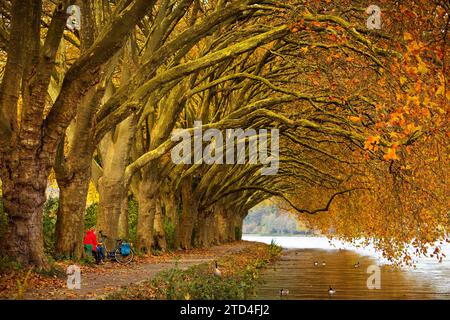 Tunnel de platane coloré en automne sur le lac Baldeney, Essen, région de la Ruhr, Rhénanie du Nord-Westphalie, Allemagne Banque D'Images