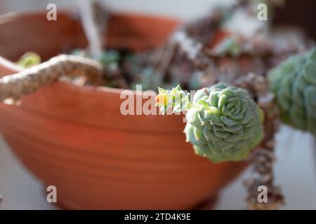 Image d'echeveria avec longue tige poussant dans le pot à la maison. Plante succulente fleurie sur le rebord de la fenêtre. Lumière du soleil éclatante Banque D'Images