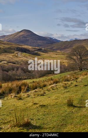 Vues sur Blarmacfoldach avec des moutons, près de Ben Nevis, Highlands, Écosse. Banque D'Images