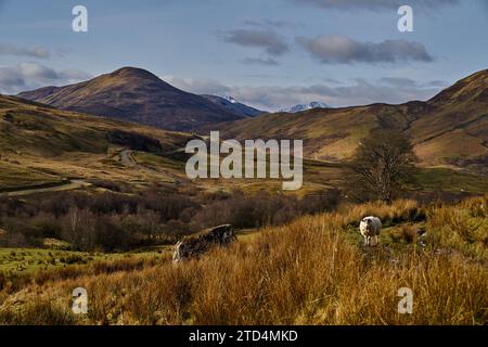 Vues sur Blarmacfoldach avec des moutons, près de Ben Nevis, Highlands, Écosse. Banque D'Images