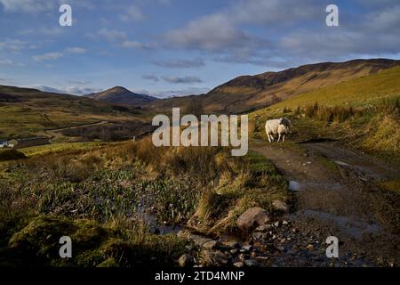 Vues sur Blarmacfoldach avec des moutons, près de Ben Nevis, Highlands, Écosse. Banque D'Images