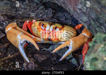 Crabe terrestre rouge à Cuba Banque D'Images