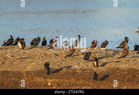 Groupe de grands cormorans (Phalacrocorax carbo) reposant sur une île en lagune, Guadalhorce, Andalousie, espagne. Banque D'Images