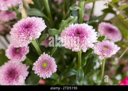 Marguerite fleuriste (Chrysanthemum morifolium ou Dendranthema grandiflorum) connue aussi sous le nom de maman de jardin robuste Banque D'Images