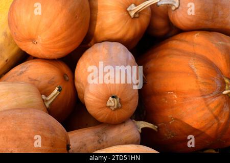 La citrouille orange mûre se trouve en tas dans la nature Banque D'Images