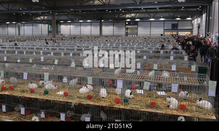 16 décembre 2023, Saxe, Leipzig : lapins dans une salle d'exposition. L'animal fait partie du 36e Federal Rabbit Show, où les éleveurs de toute l'Allemagne exposeront environ 25 000 lapins jusqu'à dimanche (17.12.2023). Photo : Sebastian Willnow/dpa Banque D'Images