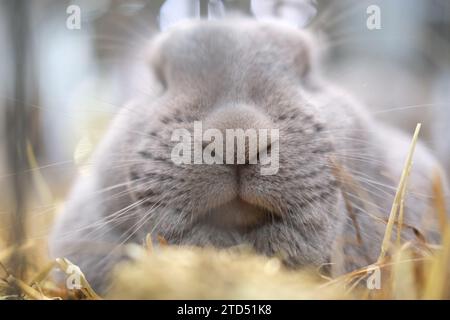 16 décembre 2023, Saxe, Leipzig : un lapin de race 'Marburger FEH' dans sa cage. L'animal fait partie du 36e Federal Rabbit Show, où les éleveurs de toute l'Allemagne exposeront environ 25 000 lapins jusqu'à dimanche (17.12.2023). Photo : Sebastian Willnow/dpa Banque D'Images