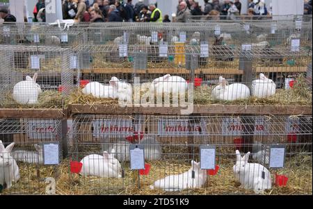 16 décembre 2023, Saxe, Leipzig : lapins dans leurs cages. Les animaux font partie du 36e Federal Rabbit Show, où les éleveurs de toute l'Allemagne exposeront environ 25 000 lapins jusqu'à dimanche (17.12.2023). Photo : Sebastian Willnow/dpa Banque D'Images