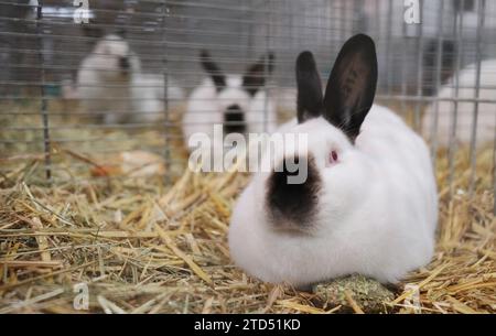 16 décembre 2023, Saxe, Leipzig : lapins de race russe dans leurs cages. Les animaux font partie du 36e Federal Rabbit Show, où les éleveurs de toute l'Allemagne exposeront environ 25 000 lapins jusqu'à dimanche (17.12.2023). Photo : Sebastian Willnow/dpa Banque D'Images