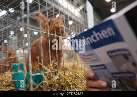 16 décembre 2023, Saxe, Leipzig : un lapin de race 'Sachsengoldd' dans sa cage. L'animal fait partie du 36e Federal Rabbit Show, où les éleveurs de toute l'Allemagne exposeront environ 25 000 lapins jusqu'à dimanche (17.12.2023). Photo : Sebastian Willnow/dpa Banque D'Images