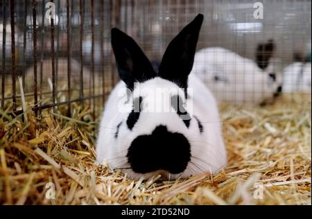 16 décembre 2023, Saxe, Leipzig : un lapin de race 'californienne' dans sa cage. L'animal fait partie du 36e Federal Rabbit Show, où les éleveurs de toute l'Allemagne exposeront environ 25 000 lapins jusqu'à dimanche (17.12.2023). Photo : Sebastian Willnow/dpa Banque D'Images