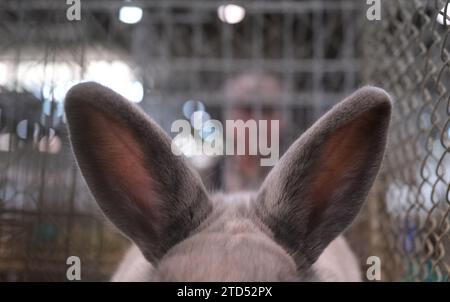 16 décembre 2023, Saxe, Leipzig : un lapin de race siamoise dans sa cage. L'animal fait partie du 36e Federal Rabbit Show, où les éleveurs de toute l'Allemagne exposeront environ 25 000 lapins jusqu'à dimanche (17.12.2023). Photo : Sebastian Willnow/dpa Banque D'Images