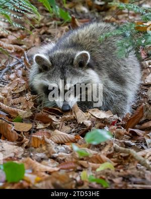 Raton laveur dans la forêt à la recherche de nourriture dans les feuilles d'automne Banque D'Images