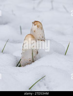 Deux champignons Shaggy Manes dans l'herbe après la chute de neige Banque D'Images