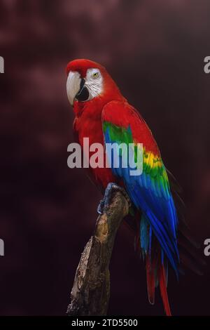 Macaw écarlate (Ara macao) sur fond rouge Banque D'Images