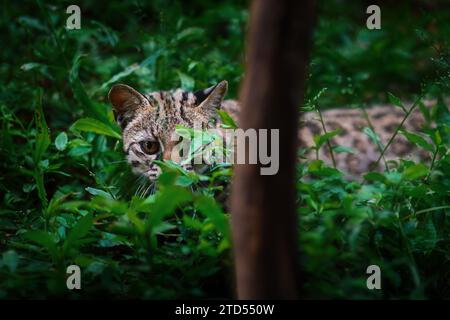 Cache d'Oncilla (Leopardus tigrinus) - chat sauvage tacheté d'Amérique centrale et du Sud Banque D'Images