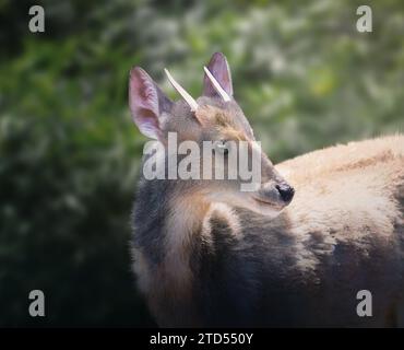 Brocket gris mâle (Mazama gouazoubira) - cerf sud-américain Banque D'Images