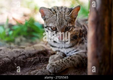 Oncilla (Leopardus tigrinus) - Chat sauvage tacheté d'Amérique centrale et du Sud Banque D'Images