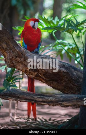 Macaw écarlate (Ara macao) Banque D'Images