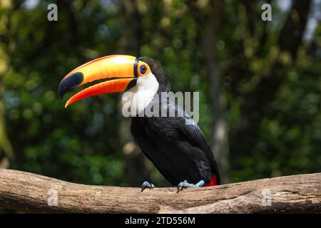 Toco Toucan Bird (Ramphastos toco) Banque D'Images