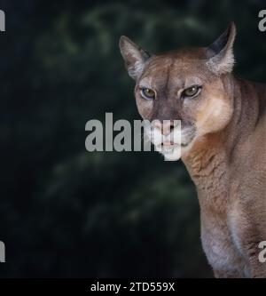 Portrait de Cougar (Puma concolor) également connu sous le nom de Lion de montagne Banque D'Images