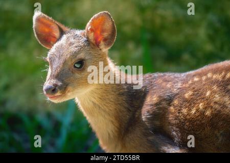 Bébé gris Brocket (Mazama gouazoubira) - cerf d'Amérique du Sud Banque D'Images