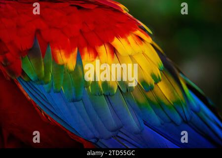 Plumes d'aile Scarlet Macaw (Ara macao) Banque D'Images