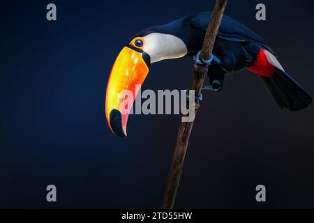 Oiseau Toco Toucan sur fond bleu (Ramphastos toco) Banque D'Images