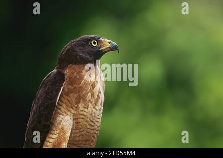 Hawk (Rupornis magnostris) - oiseau de proie Banque D'Images