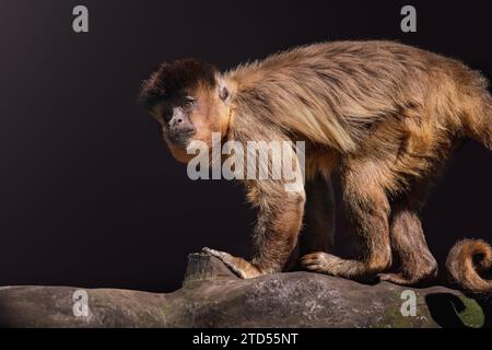 Singe capucin rayé noir (Sapajus libidinosus) Banque D'Images