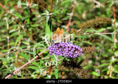 Le papillon comma polygonia vole dans un pré plein de fleurs colorées Banque D'Images