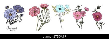 Ensemble de Cosmos, vecteur de fleurs du mois de naissance d'octobre. Illustration de Vecteur