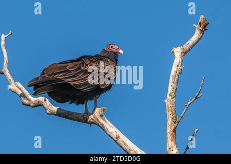 Un vautour de la dinde (aura Cathartes) perché dans un arbre mort. Banque D'Images