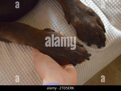 Labrador pattes de chien gros plan. Banque D'Images