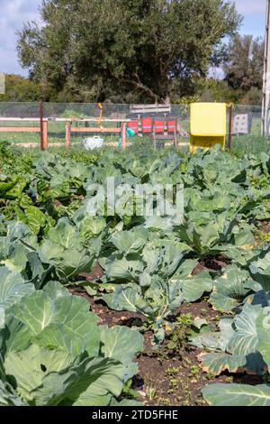 Vue d'une parcelle de légumes où poussent des légumes biologiques Banque D'Images