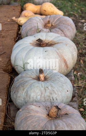 Rangée de citrouilles cultivées organiquement Banque D'Images