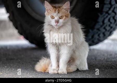 Wild Feral Cat sous une voiture Banque D'Images