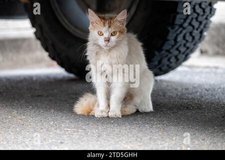 Wild Feral Cat sous une voiture Banque D'Images