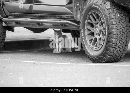 Wild Feral Cat sous une voiture Banque D'Images