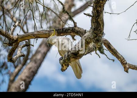 Portrait d'un Cockatoo sauvage sur une branche d'arbre en Australie Banque D'Images