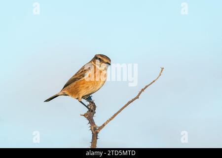 Stonechat européen, Saxicola rubicola, femelle adulte célibataire en plumage hivernal, perchée sur brindille, Cley-Next-the-Sea, Norfolk, Royaume-Uni Banque D'Images